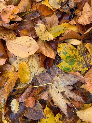 Bunte Herbstblätter am Waldboden - Ahorn - Buchen - Blätter im Herbst