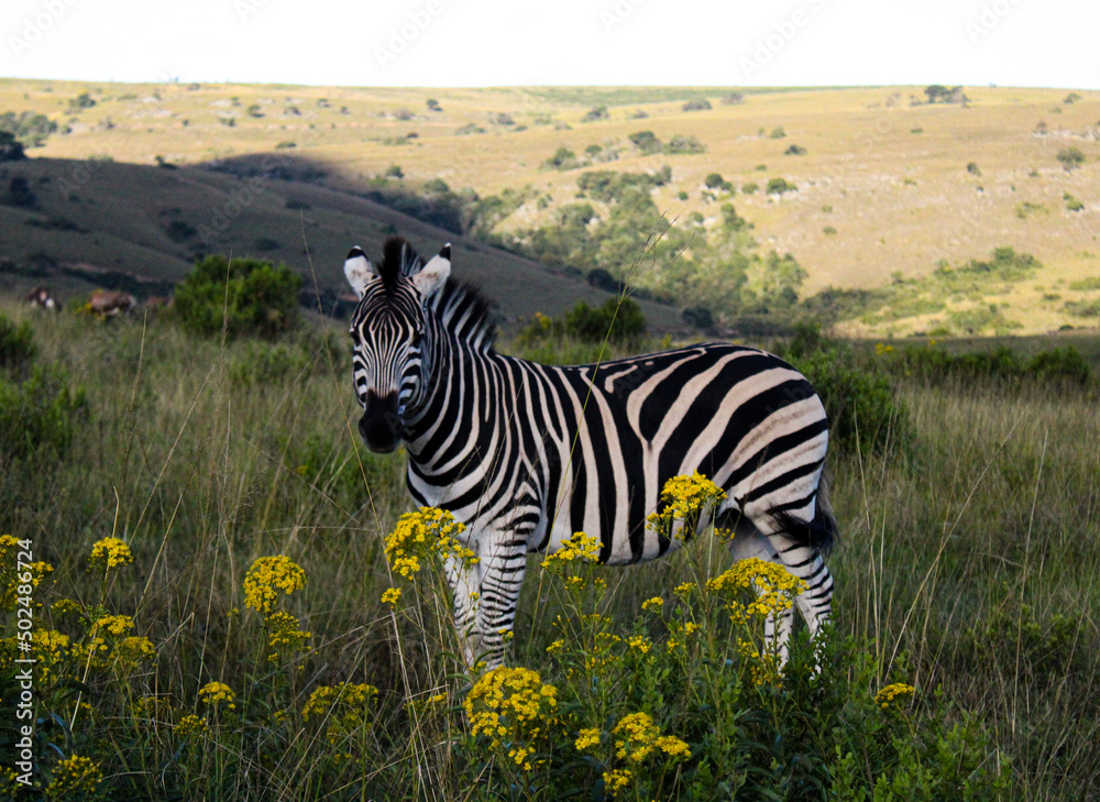 Naklejka premium Zebra at sunset