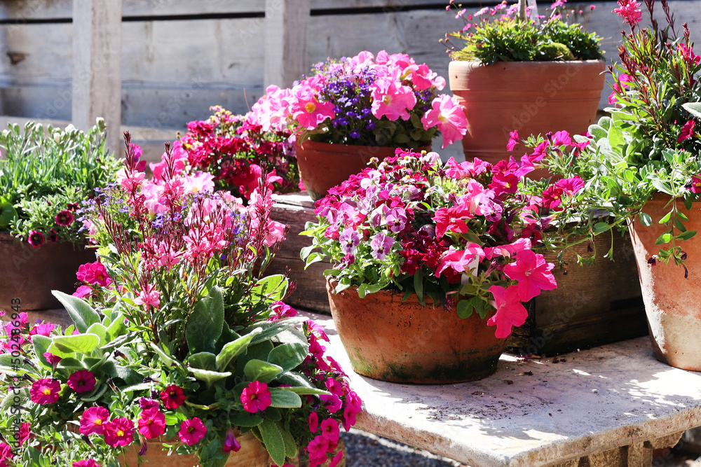 Fototapeta premium pin petunias 