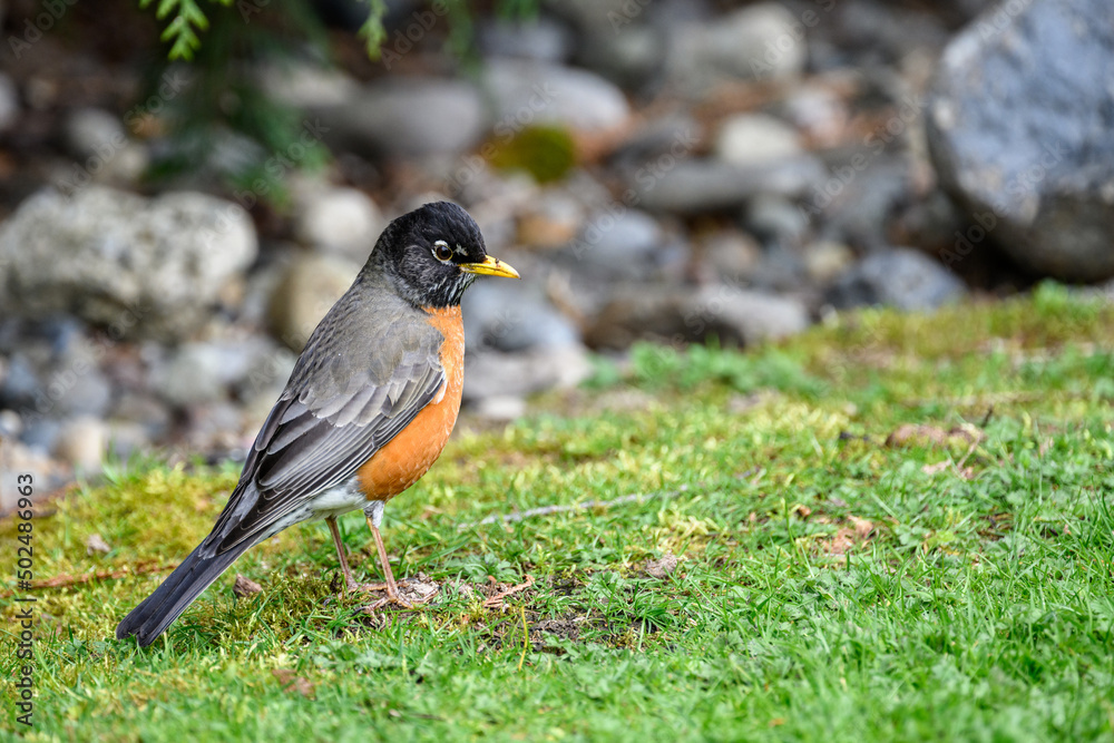 Signs of spring, an American Robin focused on looking for a tasty worm in a grass lawn
Signs of spring, an American Robin focused on looking for a tasty worm in a grass lawn