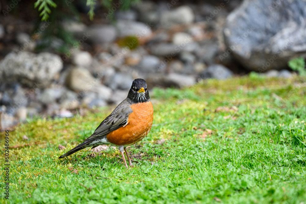 Signs of spring, an American Robin focused on looking for a tasty worm in a grass lawn
Signs of spring, an American Robin focused on looking for a tasty worm in a grass lawn