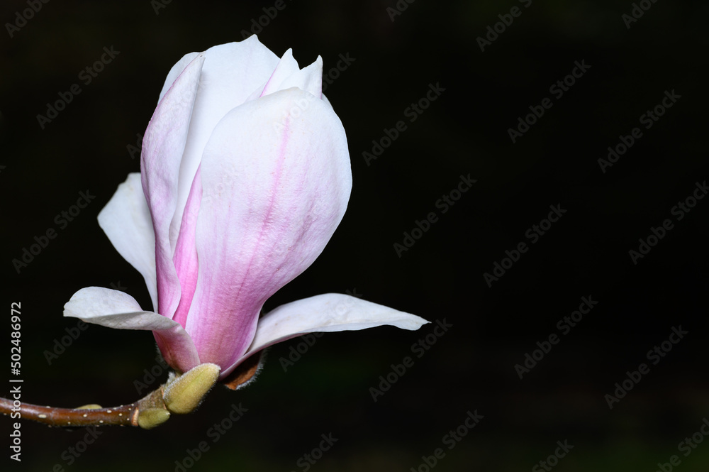 Closeup of a white and pale pink magnolia flower blooming at the end of a branch, against a black background
Closeup of a white and pale pink magnolia flower blooming at the end of a branch, against a black background