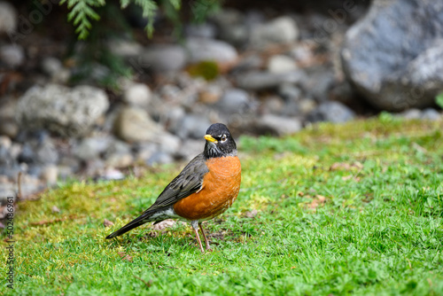 Signs of spring, an American Robin focused on looking for a tasty worm in a grass lawn 