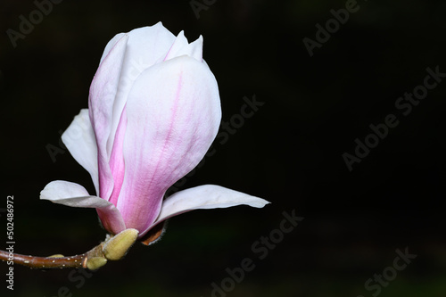 Closeup of a white and pale pink magnolia flower blooming at the end of a branch  against a black background 