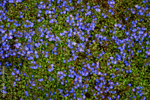 Fototapeta Naklejka Na Ścianę i Meble -  Tiny blue flowers of Veronica plants ground cover blooming in a spring garden, as a nature background
