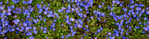 Tiny blue flowers of Veronica plants ground cover blooming in a spring garden  as a nature background 