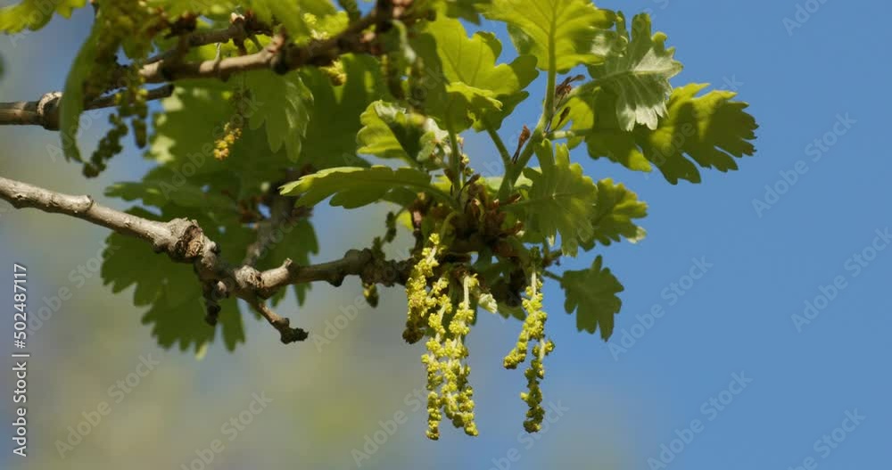 Quercus pubescens, the downy oak or pubescent oak Stock Video Adobe Stock