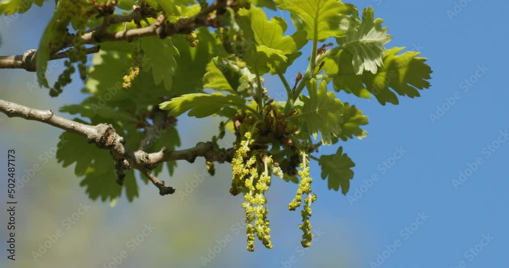 Quercus pubescens, the downy oak or pubescent oak Stock Video | Adobe Stock