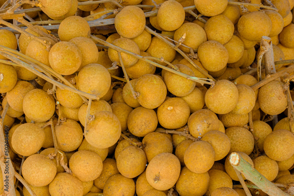 Dimocarpus longan, commonly known as the longan fruits. Scientific: Euphoria malaiense (Sapindaceae)