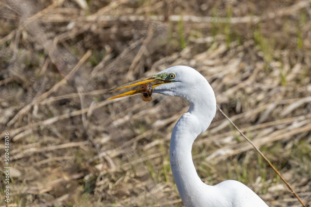 great egret (Ardea alba), also known as the common egret, large egret great egret (Ardea alba), also known as the common egret, large egret