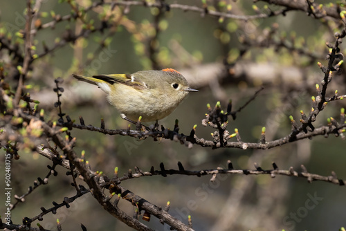  ruby-crowned kinglet (Corthylio calendula) photo