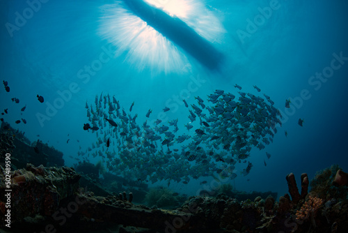 A school of Silver Batfish swims in the open water. Underwater world of Tulamben, Bali, Indonesia.