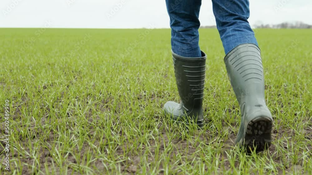 The farmer agronom walks along the green field of eco-culture in rubber boots. Farmer's legs in rubber boots. Agronomist in the green field The farmer agronom walks along the green field of eco-culture in rubber boots. Farmer's legs in rubber boots. Agronomist in the green field