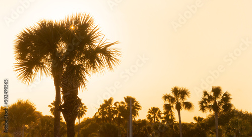 palm trees at golden hour in florida
