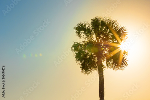 palm tree at sunset in florida with sun rays and lens flare