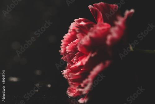 Dianthus caryophyllus, commonly known as the carnation or clove pink, macro  photography on black background photo