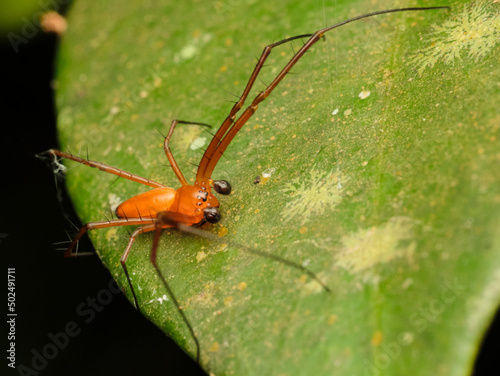 Lynx Spiders Family Oxyopidae photo