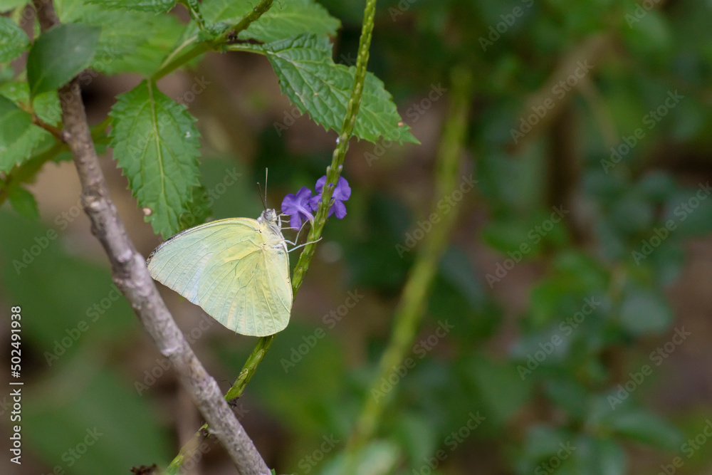 Closep view of a butterfly resting on leaf Closep view of a butterfly resting on leaf