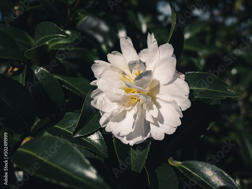 Camellia flower