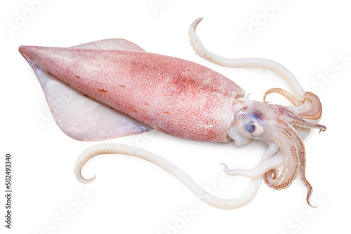 Foto Fresh squid isolated on white background, Squid isolated on white with clipping path