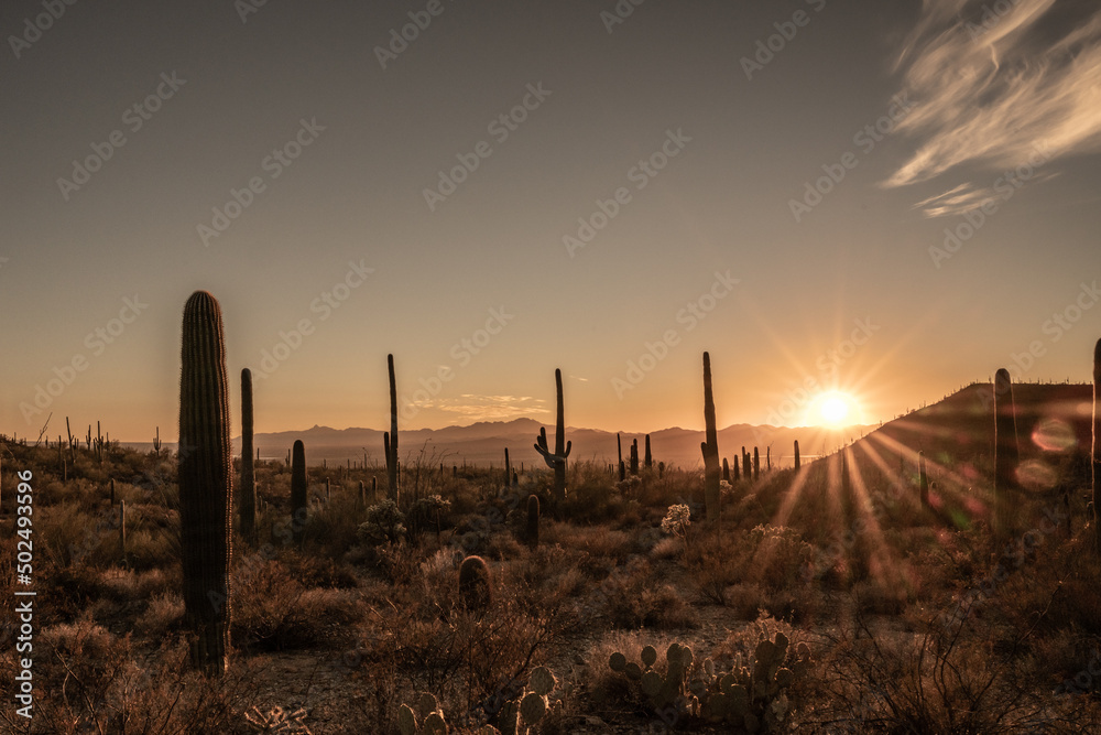 Sunburst Over Field Of Saguaro Cactus