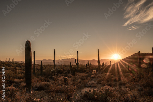 Sunburst Over Field Of Saguaro Cactus