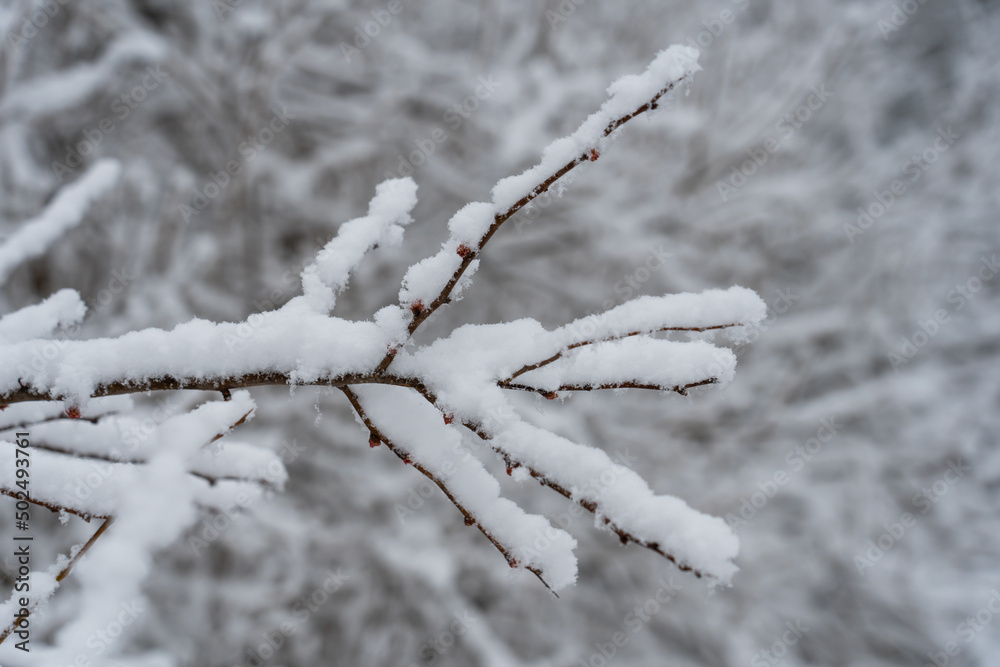 Fresh snow on tree branch