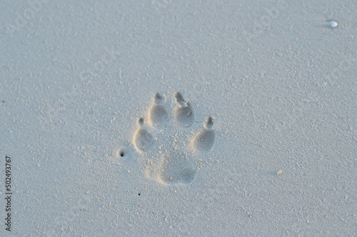dow paw print in the beach sand