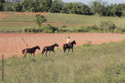 Fototapeta Naklejka Na Ścianę i Meble -  caballos en Cuba