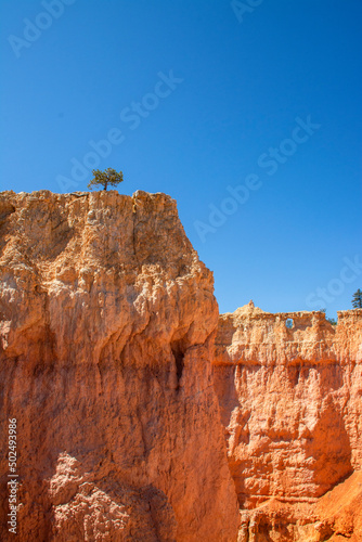 Bryce canyon, Utah, USA. Little tree on top of hoodoos and rock formations