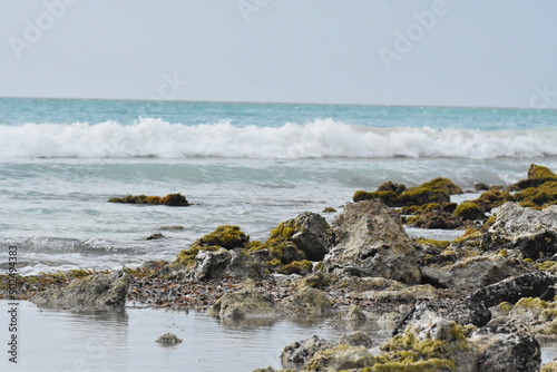 black bird on rocky ocean shore photo