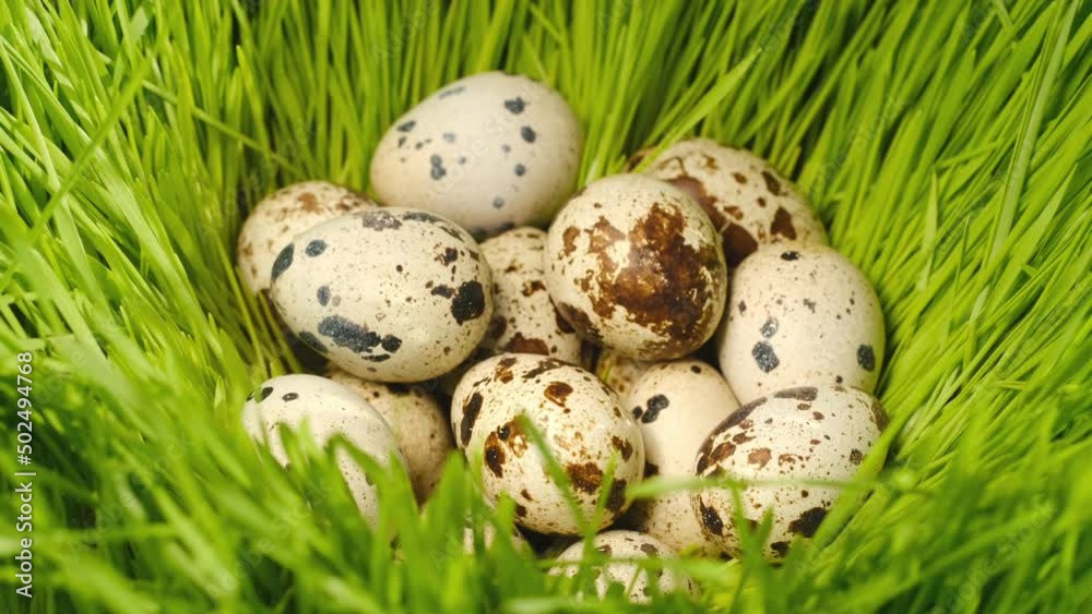 Quail eggs, rotation shot, Quail fresh raw eggs.Healthy fresh food ingredients for breakfast. Animal products. Grocery. Quail farm fresh eggs Quail eggs, rotation shot, Quail fresh raw eggs.Healthy fresh food ingredients for breakfast. Animal products. Grocery. Quail farm fresh eggs