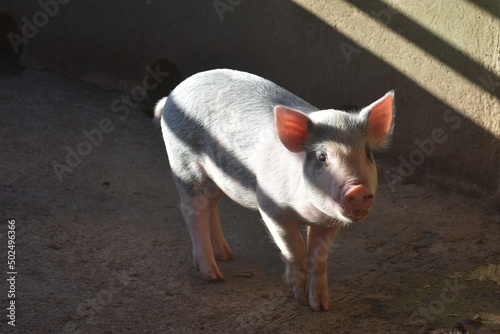 small fuzzy pink piglet in Aruba photo