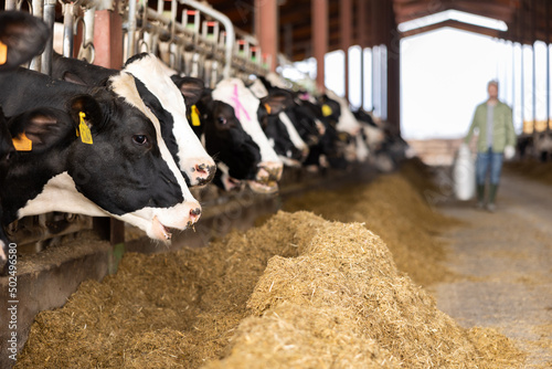 Papier peint Cows eating cattle food in dairy farm
