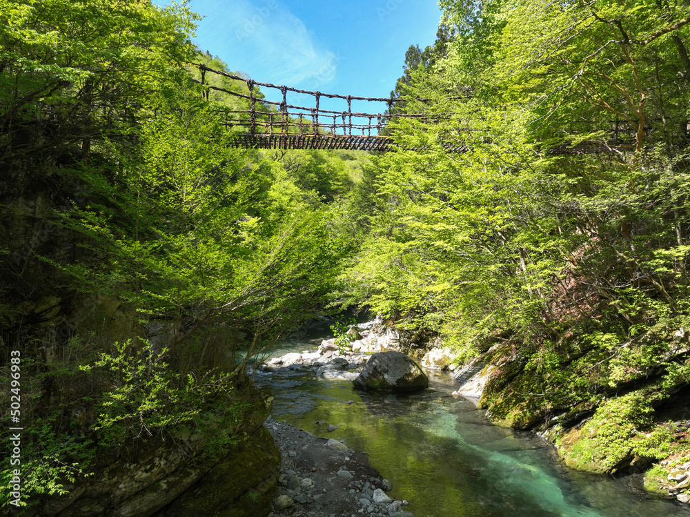 Fototapeta premium 徳島県三好市 奥祖谷二重かずら橋 男橋