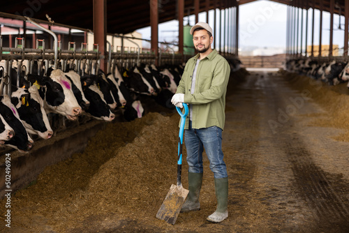 Portrait of man farmer with shovel standing in cowshed among rows of cows in stalls.