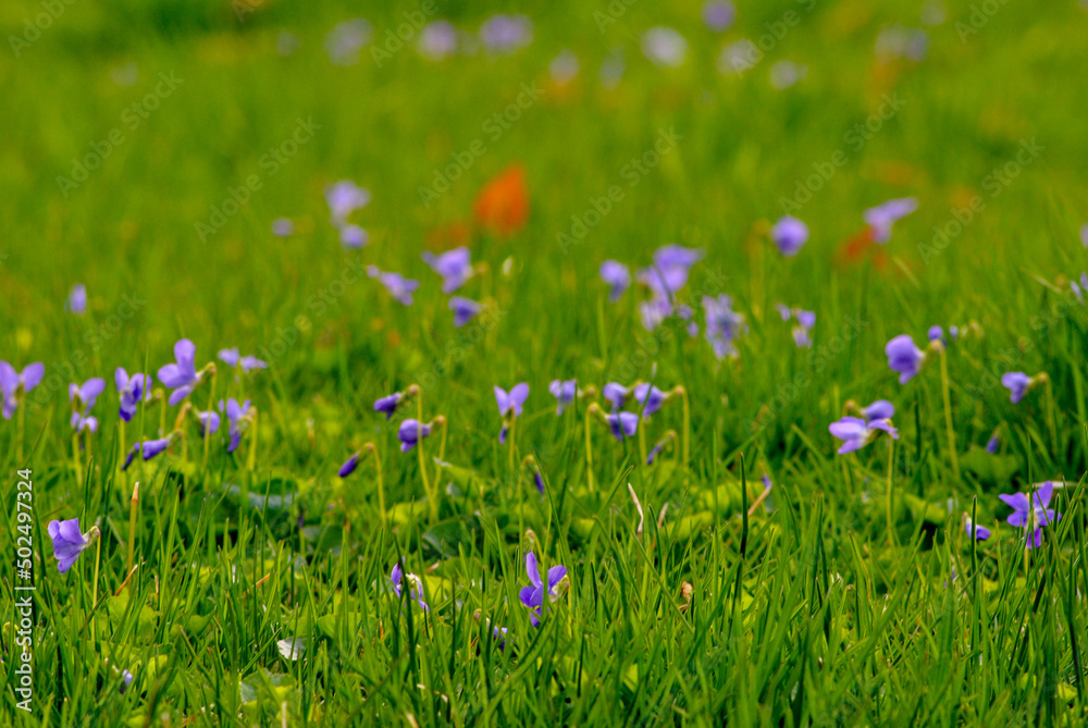 field of flowers