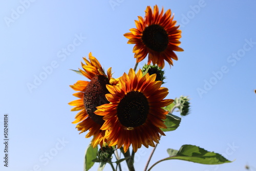 Orange and yellow sunflowers against a blue sky at a farm in Colorado