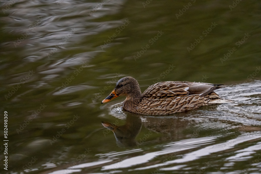 A duck in the water A duck in the water