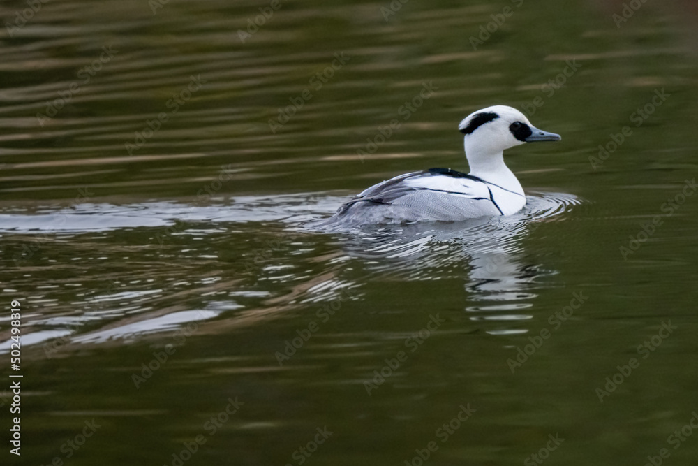 Smew is swimming on the water.