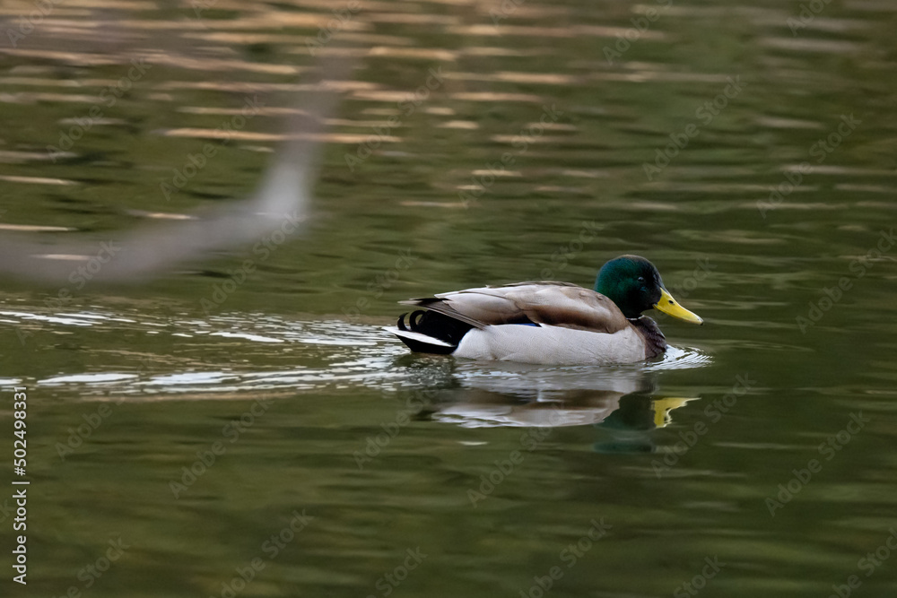 Fototapeta premium Duck mail is swimming on the pond