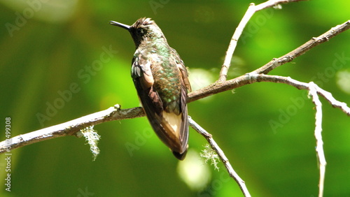 Buff-tailed coronet (Boissonneaua flavescens) hummingbird perched in a tree at a bird lodge near Baeza, Ecuador photo