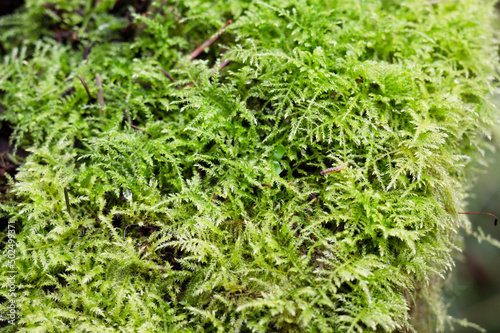 Mossy surface with inchworm
