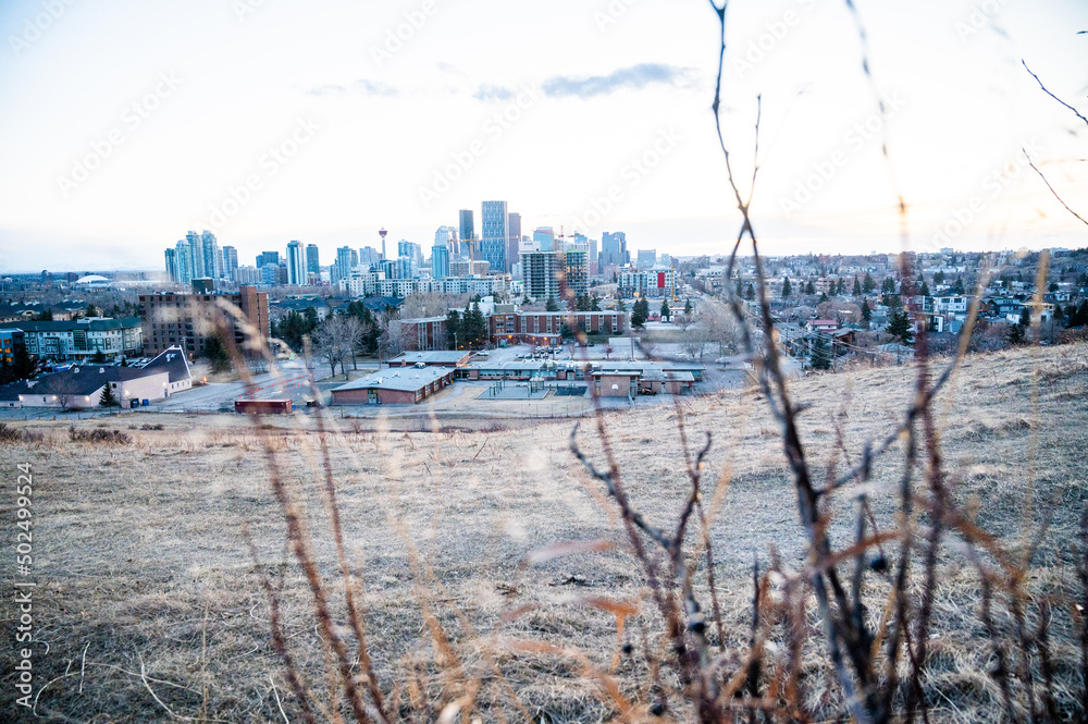 Downtown Calgary with grass and shrubs in foreground from park
