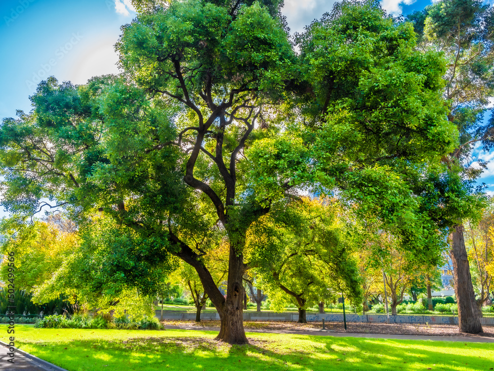 Fototapeta premium Elm In The Garden