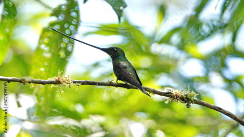 Sword-billed hummingbird (Ensifera ensifera) perched in a tree at a bird lodge near Baeza, Ecuador photo