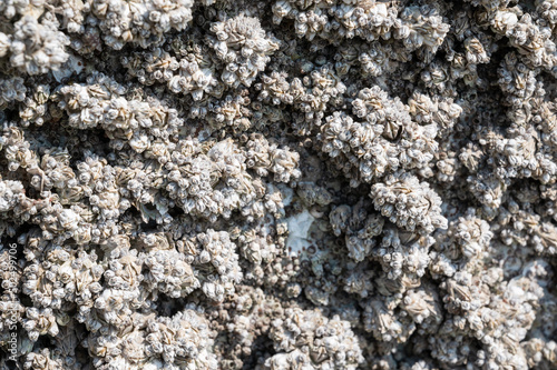 Small barnacles on a rock