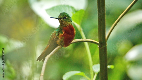 Chestnut-breasted coronet (Boissonneaua matthewsii) hummingbird perched in a tree at a bird lodge near Baeza, Ecuador photo