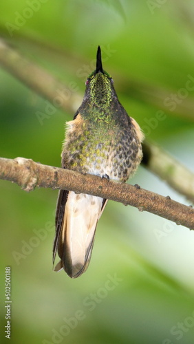 Buff-tailed coronet  Boissonneaua flavescens  hummingbird perched in a tree at a bird lodge near Baeza  Ecuador