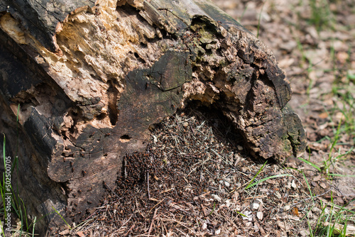 ants colony in old decayed tree log